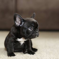 awwww-cute:  I want a French Bulldog so so so badly! (Source: