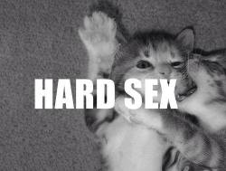 jslpisces:littlesweetsuga:  Rawwwwwr Hard sex with kittens…