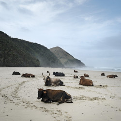 androphilia: Xhosa cattle on the shore. Mgazi, Eastern Cape,