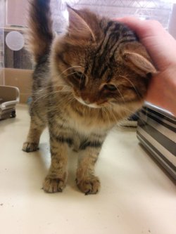 cuteanimalspics:  I volunteer with shelter cats and we just got