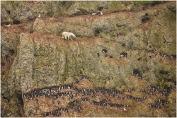 Precarious prowl (a young male polar bear climbs on a cliff face