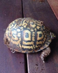 fuocogo: m–ood:  Turtle has the word “GOD” naturally apart