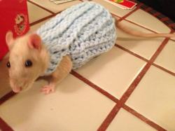 the-pack-rat:  rat in a sweater