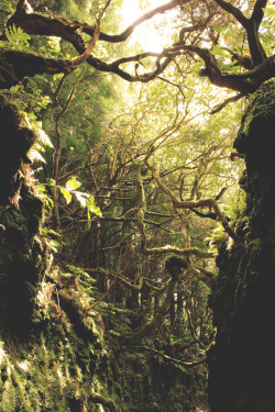 wnderlst:  Road to Rivendell ↝ Samuel Domingues      