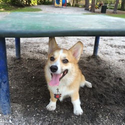 appleofmypi3213:  Apple had so much fun at the park yesterday!