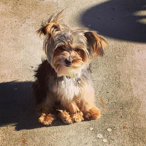 Pepe looking cute in the sun 🌞 #yorkiesofinstagram #yorkie