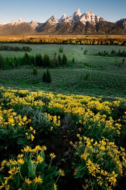 invocado:  In Grand Teton National Park, Wyoming, USA (by Tom)