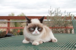 tardthegrumpycat:  The Daily Grump | December 18, 2012 Zazzle