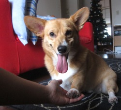 corgiaddict:  He would like you to pretend that human hand in