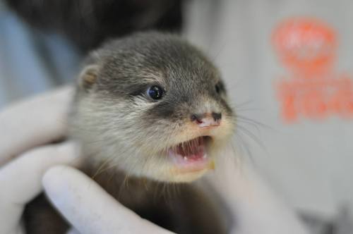 zooborns:  Long-awaited Otter Pups Born at Taronga Zoo  Keepers at Australia’s Taronga Zoo are thrilled with the birth of two male Oriental Small-clawed Otter pups on January 24.  Learn more at Zooborns. 