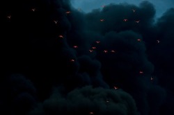 sixpenceee:Fire reflected on birds in smoke. From a fire at Moerdijk,