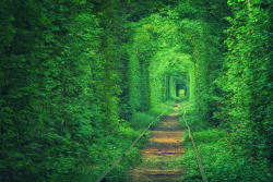 irakalan:BEAUTIFUL TREE TUNNELSKlevan, Ukraine “Tunnel Of Love”Japan,