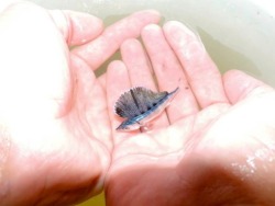 whalesnest:  stunningpicture:  A Baby Blue Marlin. Keep in mind