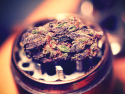 wildfreekids:  I want to smoke Purple haze.