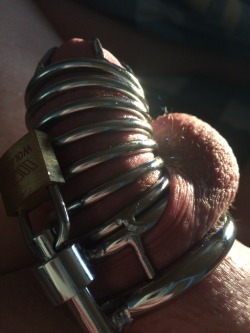 show-us-your-locked-cock:  My 18 y.o. locked cock.  User submitted