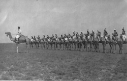 Dubat camel troops under colonel Camillo Bechis orders -  Italian
