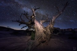 landture:  Night Dreamer by marcocrupi 