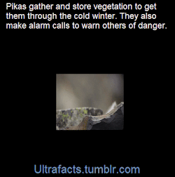 ultrafacts:    Pikas actually gather a variety of plants for