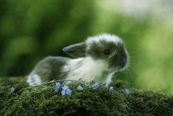 Kissy bunnies :3