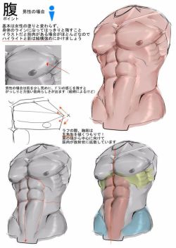 saerino:  mimidan:  anatoref:  How to Draw AbdominalsTop ImageRow