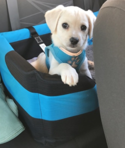 dog-rates:  This is Shiro, she’s strapped in for safety. Have