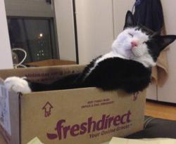 catsbeaversandducks:  Cats Who Have Found the Perfect Box 