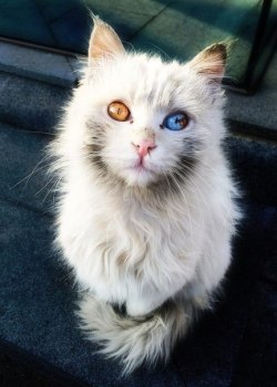 awwww-cute:  The most incredible cat I’ve seen 