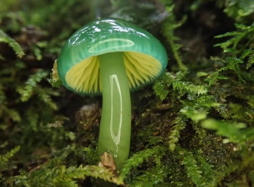 Topsey Turvy