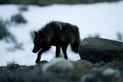 somewhere-after-the-infinite:  Grey Wolf on the Prowl  by Iamidaho