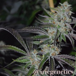 iriegenetics:  Platinum OG #iriegenetics #og #kush #ogkush #dank