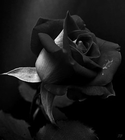 Whispers of Souls