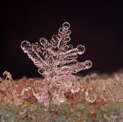 the-star-stuff:  Remarkable Macro Photographs of Ice Structures