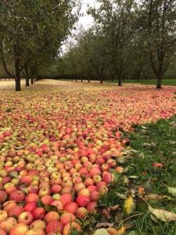 jonsnowboard: That would make a lot of cider!   A flood gathered