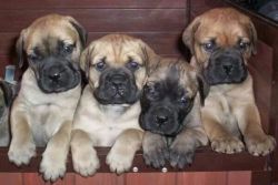 thecutestofthecute:  English Mastiff puppies Via Rosa Lopez