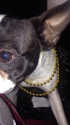 Today patter got his first set of Mardi Gras beads. Claps 4 him~