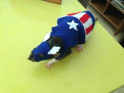 the-coolkids:  captain america rat 