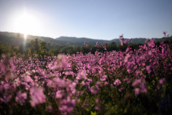 floralls:    magical fields (Radan Mountain, Serbia) by  Sunsword