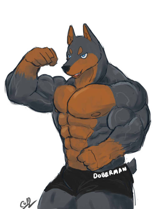 colddog1234:  Doberman 