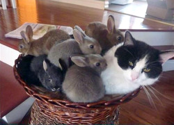 cute-baby-animals:  One of these things is not like the others…One