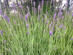 michelangeloo:  nat-uralist: two types of lavender 🌿   