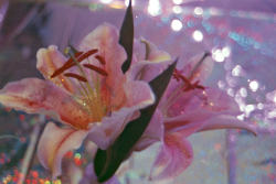 2silky:       lillies by Myriah Acosta     