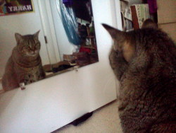 vocaroo:  oieur:  my cat has been sitting in front of the mirror