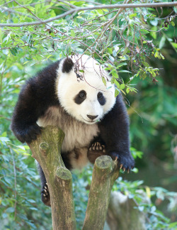 sdzoo:  Mr. Wu shows off his climbing skills by Rita Petita