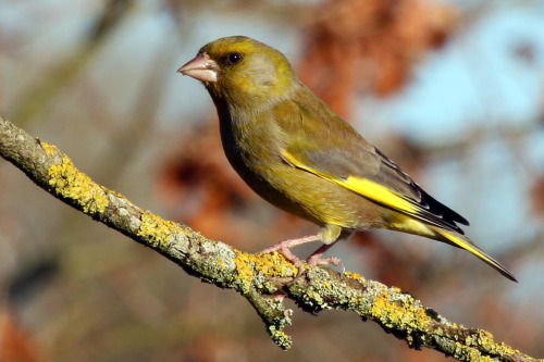 <p><a class="tumblr_blog" href="http://emuwren.tumblr.com/post/130554652207">emuwren</a>:</p>
<blockquote>
<p>Greenfinch__Chloris chloris; is a well known bird, widespread and common throughout Britain. Elsewhere, the breeding range of the greenfinch extends throughout Europe, north-west Africa and has been introduced into the south-east of Australia.</p>
<p>Photo by Charles J. Sharp.</p>
</blockquote>

<p>A common sight in my garden feeding on sunflower hearts.<br/></p>