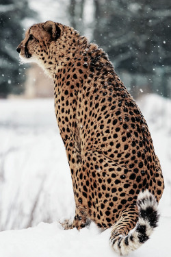 sitoutside:Snow Cheetah  by  [Deadboxrunner]  