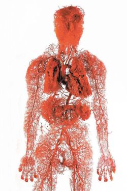 phiairmed:  Blood vessels in the human body