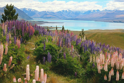 expressions-of-nature:  by Prinz WilbertLake Tekapo, New Zealand