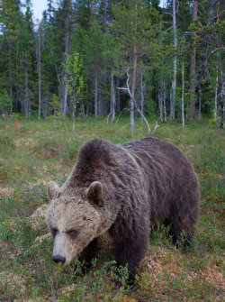 fuck-yeah-bears:  European brown bear by Peter Cairns 