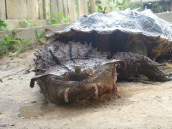 pirkeep:  unexplained-events:  The Mata Mata Turtle Found mostly