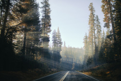 eartheld:  n-c-x:  alcyere:  Tioga Pass Morning (by Kyle D Adams)